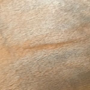 Meet your Posher, Goldy